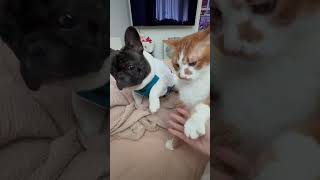 Cat Swats Dog During Playtime