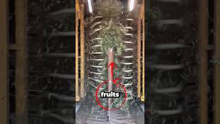 Amazing Harvesting Machine, Small Scale Fruit Harvester Technology That Boosts Farm Productivity