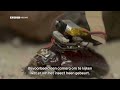 Wetenschappers maken van levende kakkerlakken bestuurbare 'cyborgs' | RTL Nieuws