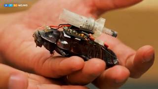 Wetenschappers maken van levende kakkerlakken bestuurbare 'cyborgs' | RTL Nieuws