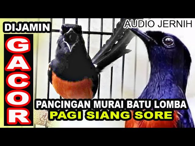 MAU MURAI BATU JADI GACOR???dengerin suara pancingan ini..langsung berisik class=