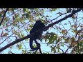 Howlermonkey howling in Costa Rica, Osa Peninsular