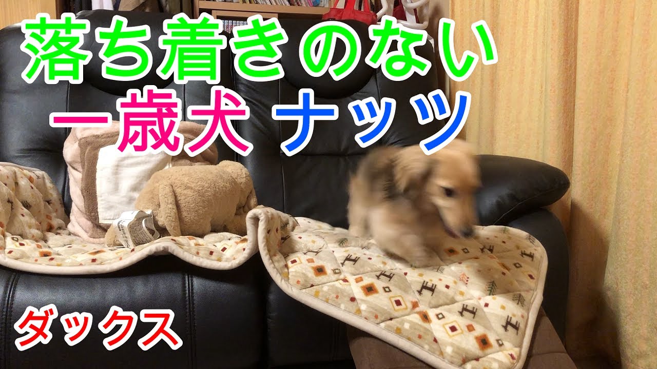 落ち着きのない一歳犬 ミニチュアダックスフンド １歳【ちゃんねるナッツ】vol.123