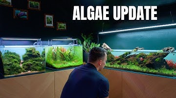 DID THE BLACKOUT FIX THE MASSIVE ALGAE OUTBREAK IN MY STUDIO?