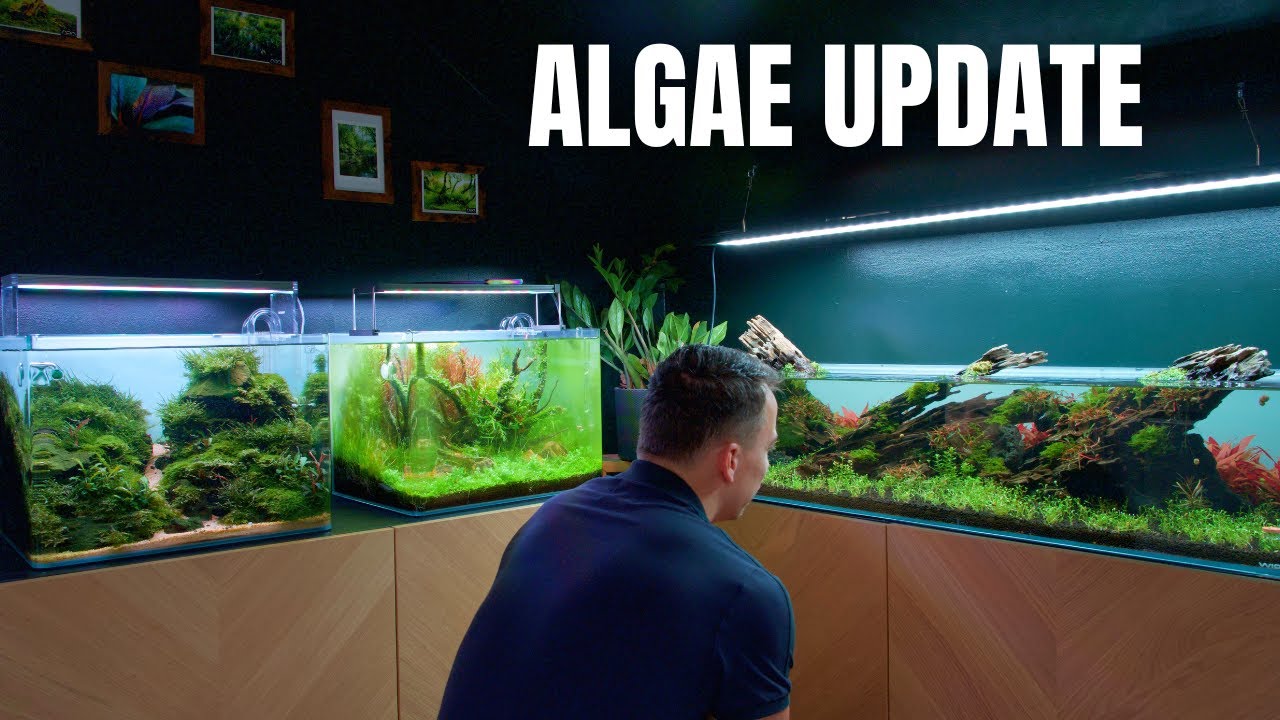 DID THE BLACKOUT FIX THE MASSIVE ALGAE OUTBREAK IN MY STUDIO?