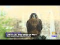 ‘Birds of Prey’ coming to Royal Gorge Bridge and Park to celebrate Earth Day