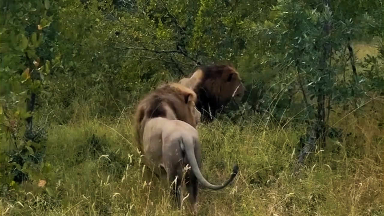 Огромные львы-самцы из лагеря Хагги Плейнс преследуются стадом бизонов | Саби-Сэндс | Сегодня
