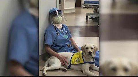 Therapy dog comforts hospital staff during COVID-19