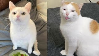 Funny Moments of Cats and Dog | Funny Video Compilation - Fails Of The Week Part 6