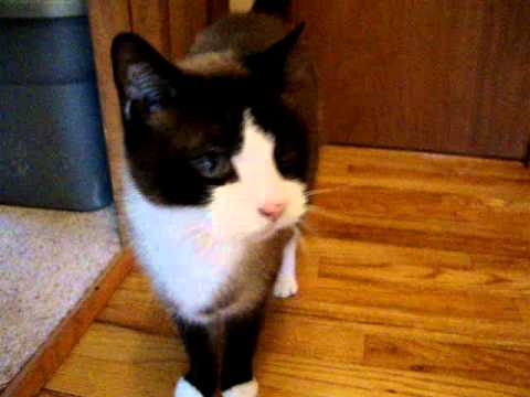 Snowshoe Cat Meows Youtube