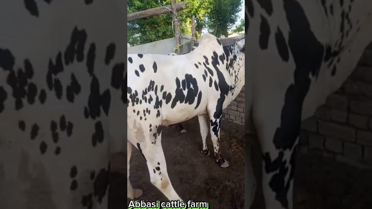 ox for sales contact|| Abbasi cattle farm || subscribe ||