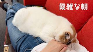 【モーニングルーティン】猫たちに甘えられる母の優雅な朝
