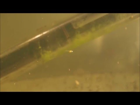avannotti Betta splendens
