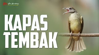 KAPAS TEMBAK GACOR NEMBAK NGEBREN MEWAH