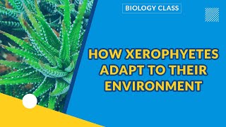 ADAPTATION | HOW XEROPHYETES ADAPT TO THEIR ENVIRONMENT | BIOLOGY CLASS screenshot 5