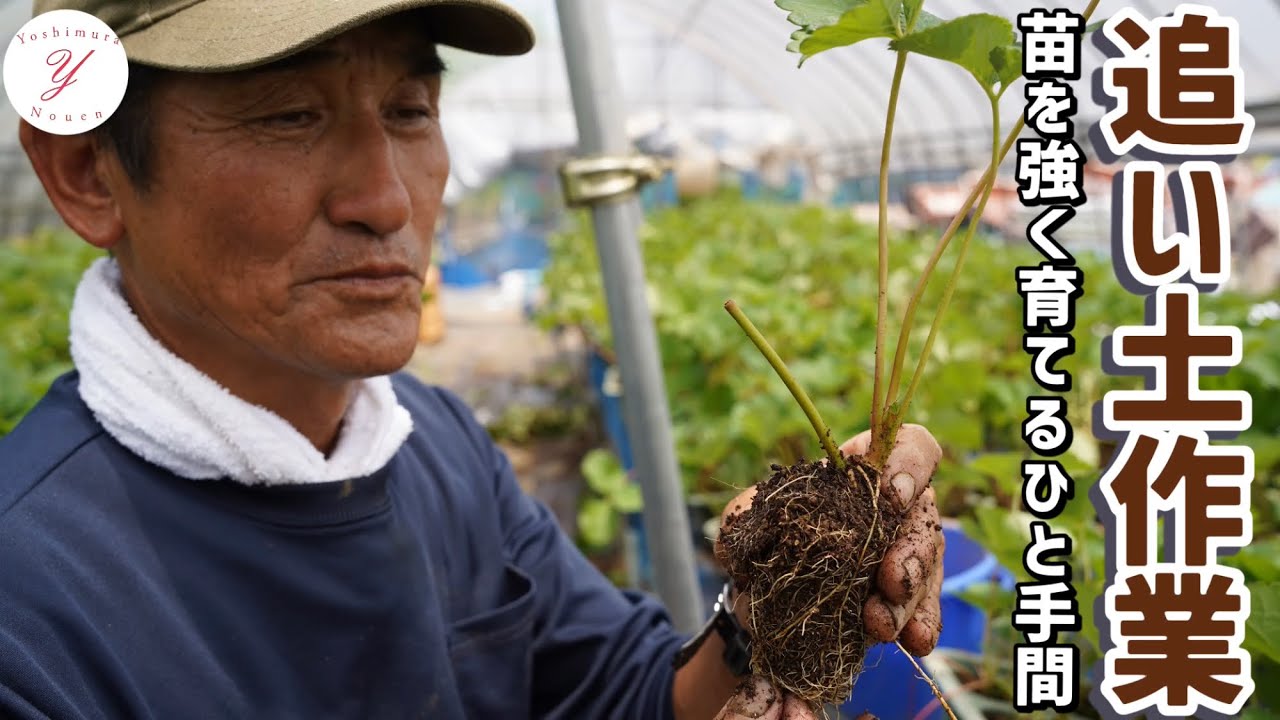 「いちご栽培 いちご農家」追い土作業のご紹介※強くてガッチリした苗を作る！