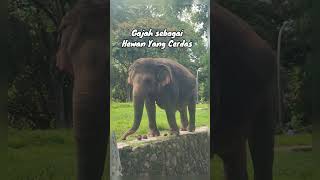 Pintarnya Gajah melewati kotorannya