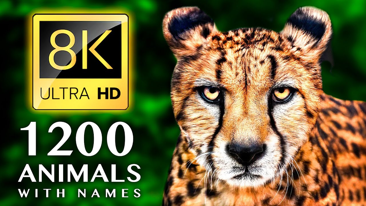 1200 ANIMALS NAMES AND SOUNDS 8K ULTRA HD