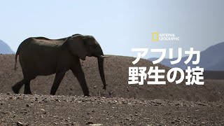 【全編配信】アフリカ 野生の掟 (声：上坂すみれ)「灼熱のナミブ砂漠」| ナショジオ