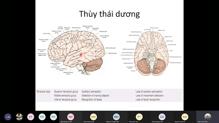 Trọng lượng trung bình 2 bán cầu đại não năm 2024