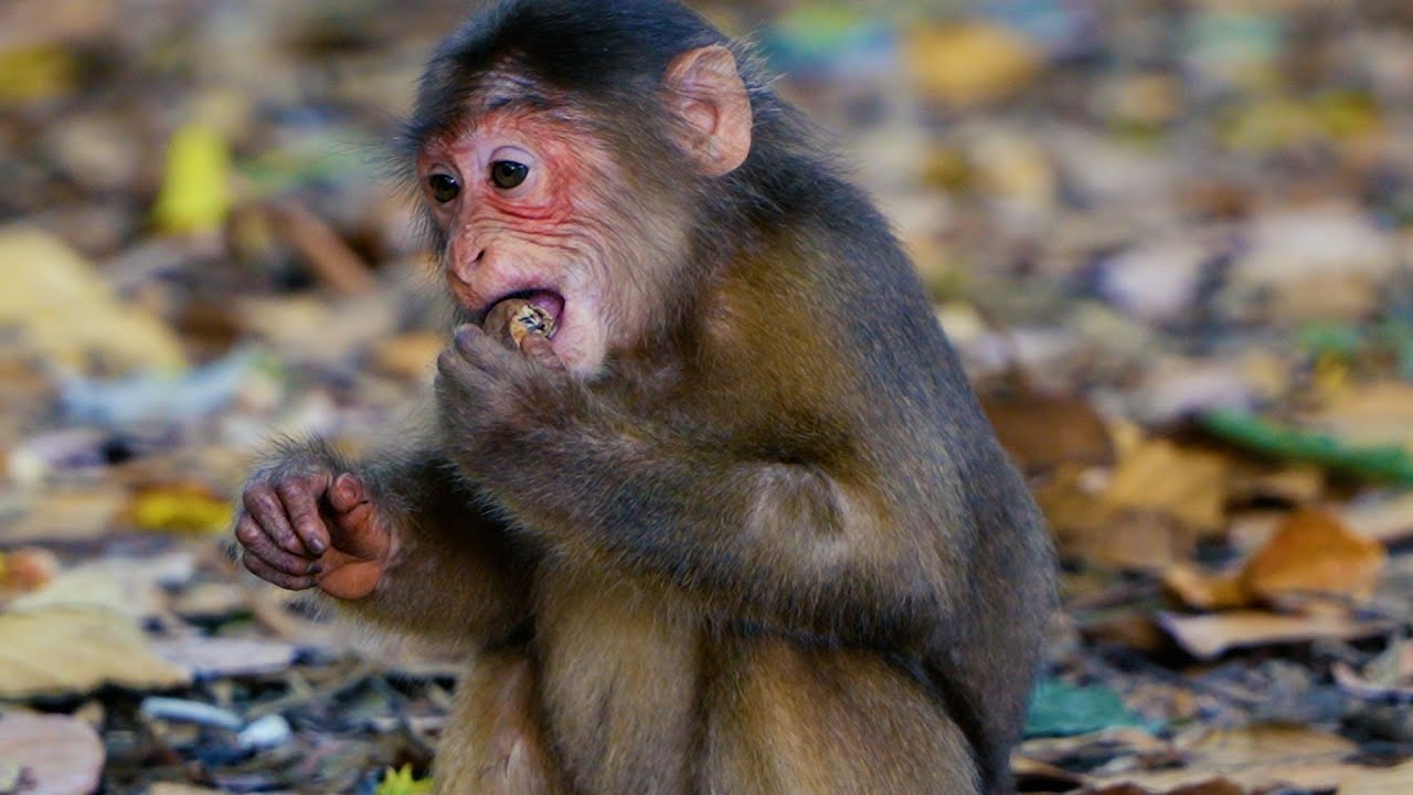 Poor Abandoned Little Monkey Baila So Hungry Much ____ She Try To Stay Far From Troop Now