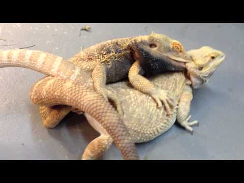 Can Bearded Dragons Cohabitate? - ABDRAGONS