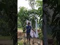 দশ ফুট লম্বা হিমসাগর আম গাছের চারা | মাটিতে রোপণের জন্য প্রস্তুত উন্নত জাতের আম গাছ