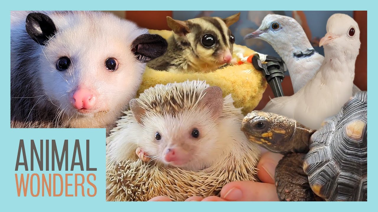 Самая трудная часть ухода за животными