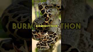 🐍 Top 3 LONGEST Snakes Ever Discovered #Shorts #Snake