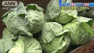 キャベツは4割高　天候不良続き・・・野菜の高騰深刻に(15/09/16)