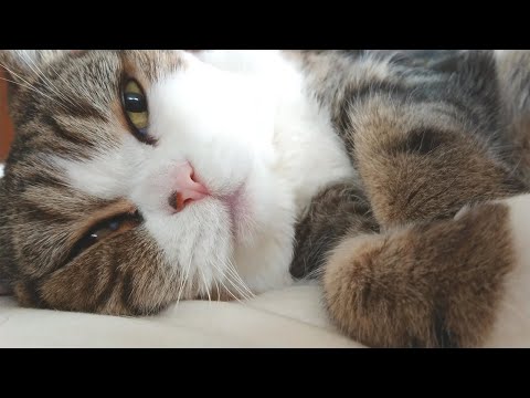 寝起きなねこ。-Maru just woke up.-