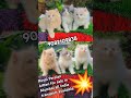 Royal Persian ADORABLE 💥 #shorts #viral #cute #kitten #trending#song#dance #ytshorts#love