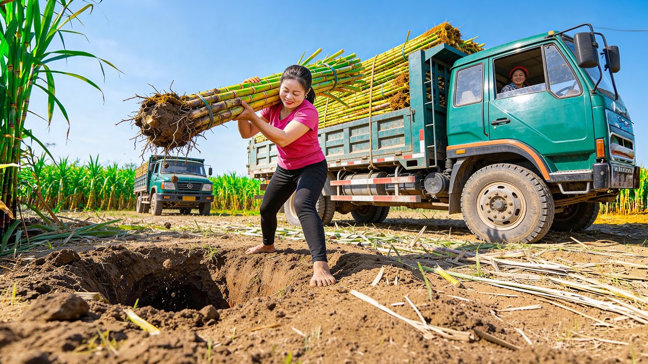 TIMELAPSE -- Harvesting A Lot of Sugarcane – Use Truck Transport Sugarcane to Market | Trình Hà TV