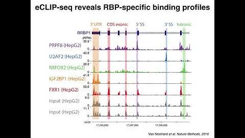 Brenton Graveley: A large-scale binding and functional map of human RNA-binding proteins
