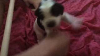 3 week old Springer Spaniel puppy