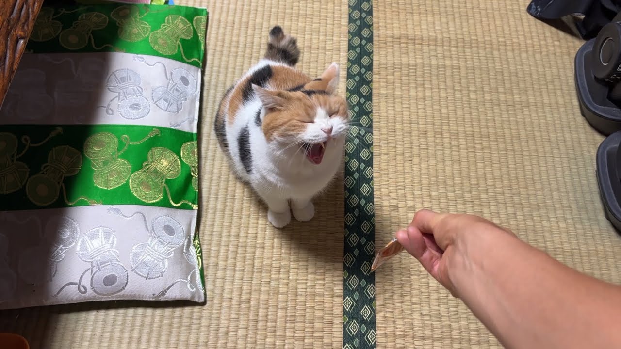 瞑想ねこ 三毛猫(〃ω〃)ミケさん 三毛猫】おやつがすんなり