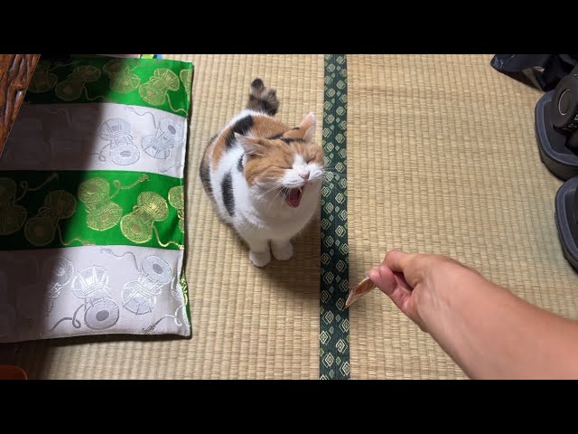 三毛猫】おやつがすんなりもらえて安心のミケ（2026年8月15日） - YouTube