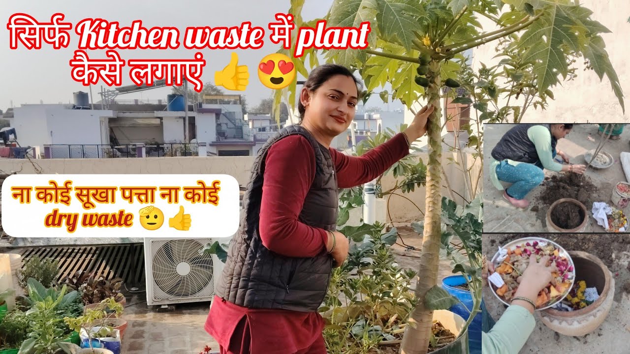 Как посадить растение, используя только кухонные отходы 👍😍/Никаких сухих листьев, никаких сухих о...