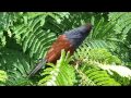 Bharadwaj (Greater Coucal) Call