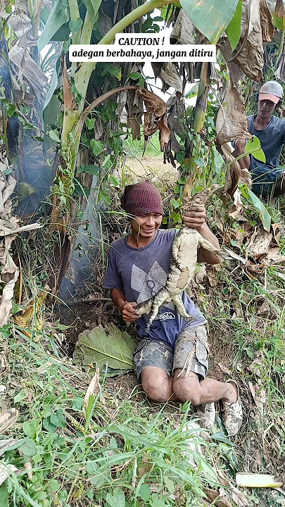 CAUTION❗dangerous scene, do not imitate #hunting #jumbo monitor lizard #jawa monitor lizard