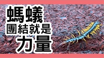 團結就是力量 Youtube