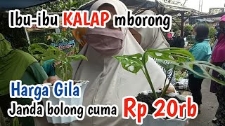 Harga janda bolong murah terkini.  ibu-ibu kalap...