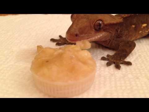 fruit crested geckos can eat