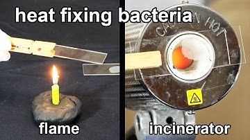 How to Heat Fix a Bacterial Smear - Techniques Demonstration