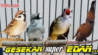 TEMBAKAN DAN GESEKAN SUPER EDAN 30 cililin vs gereja tarung vs ciblek vs kapas tembak