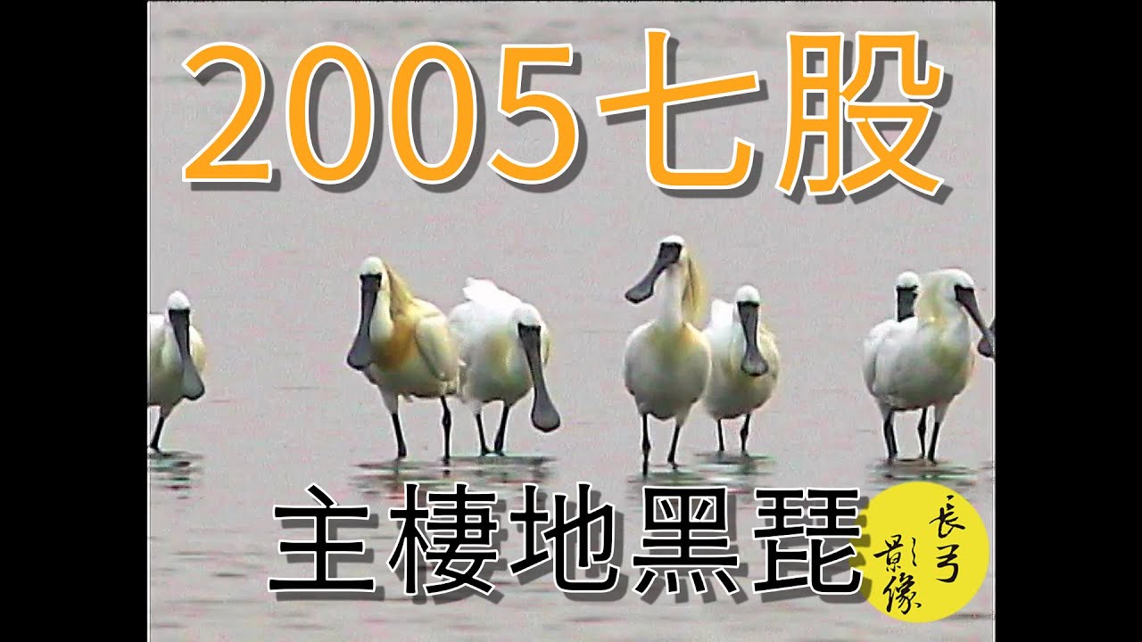 2005年黑琵|Black-faced Spoonbill in 2005 Taiwan 