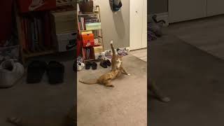 “Too fluffy to handle.” 😹#cat #catvideos #animals #animalshorts