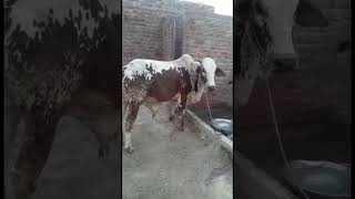 Loving Bull #shorts #vertical 2