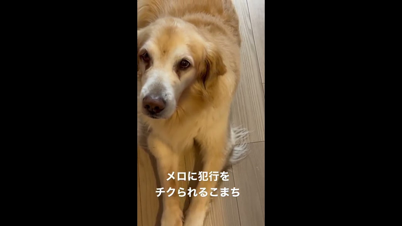 まぁくんのペットちゃんねる1104040コーキング クッションの隙間に入ったおもちゃを取ってほしい猫に気づいた犬