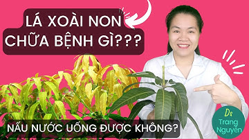 Review ăn lá xoài non có tác dụng gì? Lá xoài nấu nước uống có tốt?